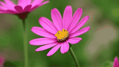 A Simple Flower Planting Guide for Beginners