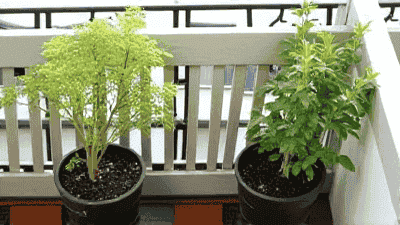 Balcony Upgrade: The Secret to Creating Greenery in Small Spaces