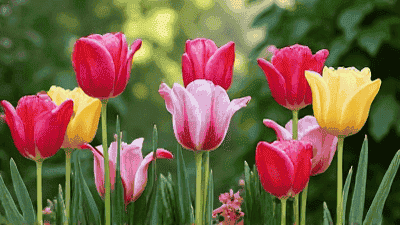 Color matching techniques for creating a colorful garden