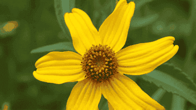 Common flower diseases and their prevention measures