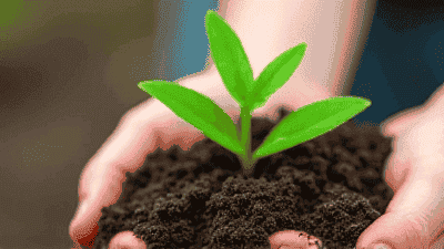 Garden Soil Testing: Why and How to Conduct It