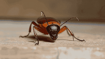 How to Identify and Treat a Cockroach Infestation Effectively