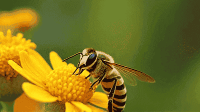 How to Safely Remove Bees and Wasps from Your Property
