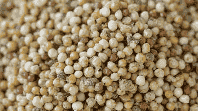 How to collect and preserve vegetable seeds