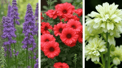 Plant selection: the best combination in the garden