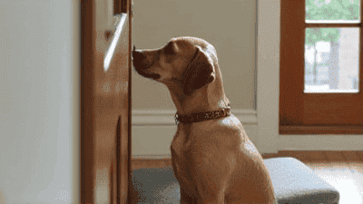 Smart Home Technology for Pet Owners: Keeping Your Pets Safe