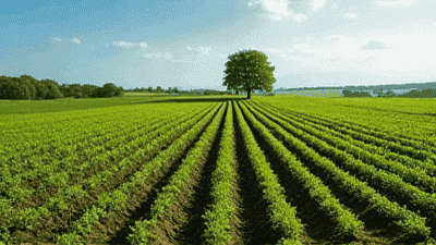 The Importance of Crop Rotation: Enhancing Soil Fertility Sustainably