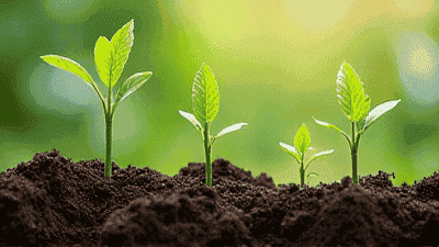 The Importance of Soil Health: Tips for Living Soil in Your Garden