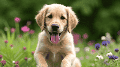 Tips for Designing a Pet-Friendly Garden