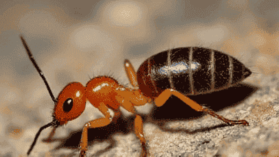 Tips for Identifying and Controlling Termites Before They Cause Damage