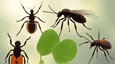 Understanding the Life Cycle of Common Household Pests