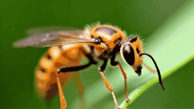 Understanding the Role of Beneficial Insects in Pest Control